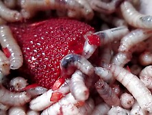 Maggots Pushing And Chewing Into Cock Head