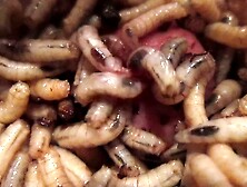 Maggots Enjoy Their New Cock Feeding Hole