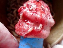 Maggots get to work in cock nail holes