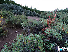 Perfect REAR-END Slut Get SLAMMED on a PUBLIC BEACH After Getting CAUGHT Masturbating! Public Sex!