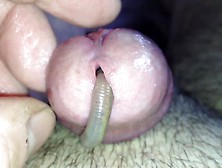 Worm Video 154