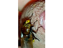 Volucella Zonaria On My Cock