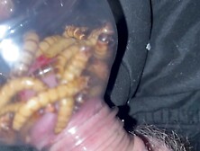 Superworms eat my glans