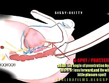 View Tgirl Anatomy