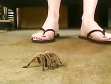 Lauren Tarantula Crush