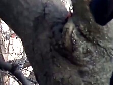 Sakura Sweethearts A Tale of Innocence and Desire