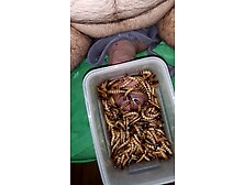 Superworms Eat Cock Session 1-9