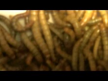 The land of a thousand bites