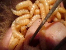 More Maggots Enjoying The Cock Hole