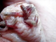 maggots fighting for cock meat in nail holes