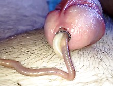 Worm Video 165