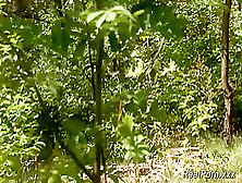 german teen sex in the wood (18+)