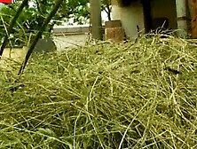 Rustic Revival Laras Haystack Orgasmic Escapade