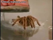 The Tale Of 2 Tarantulas. Wmv