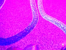 Fischl (Genshin Impact) Cute girl with Tight pussy gets Rough sex with Slime Massive Crempai