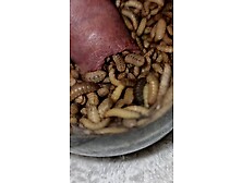 Bsf Maggots Packing Foreskin