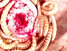 mealworm beat head cock part 1