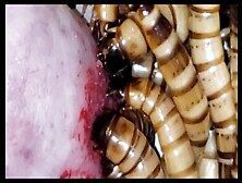 Superworms 10 min feast part-3