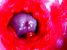 Bizarre close-up ASMR head inside moist cunt