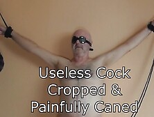 Cock Cropped & Caned