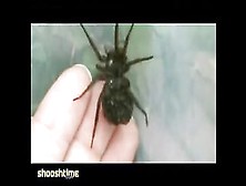 Female Wolf Spider Finds A Way To Be Creepier