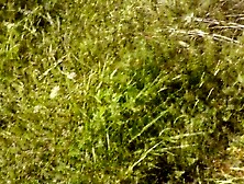 Pervert masturbate on sunbathing nude woman on wild beach and jizz flow POV