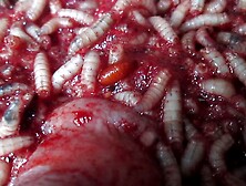 Badly Bleeding Cock Feeds Whole Maggot Swarm