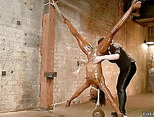 Oiled Ebony In Inverted Bondage Toyed