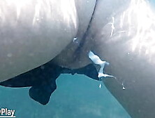 Underwater Creampie While Swimming After Cum Inside Pussy