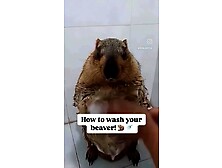 Funny How To Properly Wash Ones Own Beaver