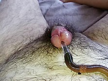 Worm Video 264